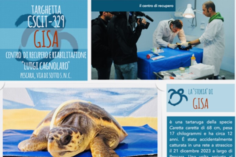 海龟在海上获救并被 Ambiente Basso Molise 收养